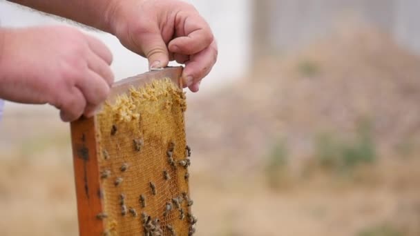 Der Wabenrahmen steht im Bienenstock Lizenzfreies Stock-Filmmaterial