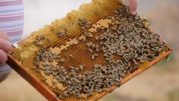 Honungsram med bin i händerna på en biodlare — Stockvideo