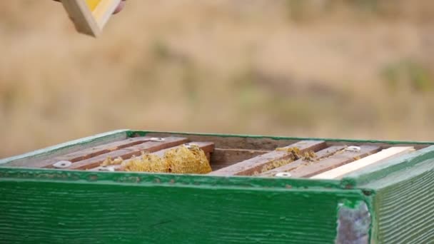 养蜂人在蜂箱中安装空框架 — 图库视频影像
