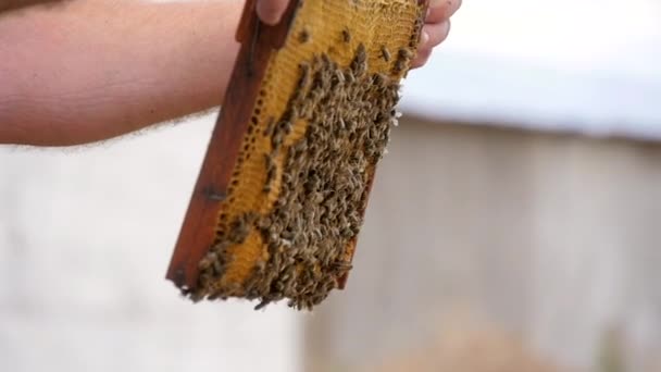 Πλαίσιο κηρήθρας στα χέρια του μελισσοκόμου Royalty Free Βίντεο Αρχείου