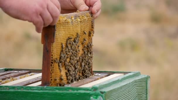 Het honingframe is geïnstalleerd in een houtkorf — Stockvideo