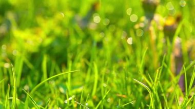 Glade dandelions yaz