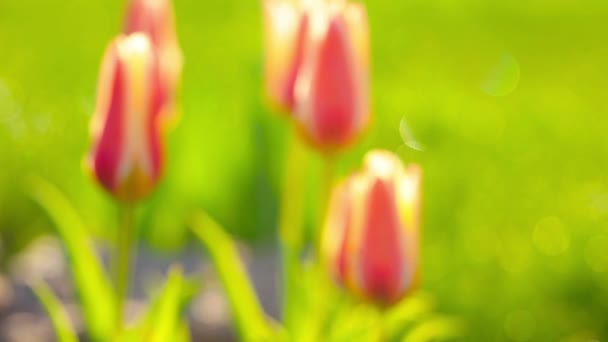 Rote Tulpen Auf Grünem Gras — Stockvideo