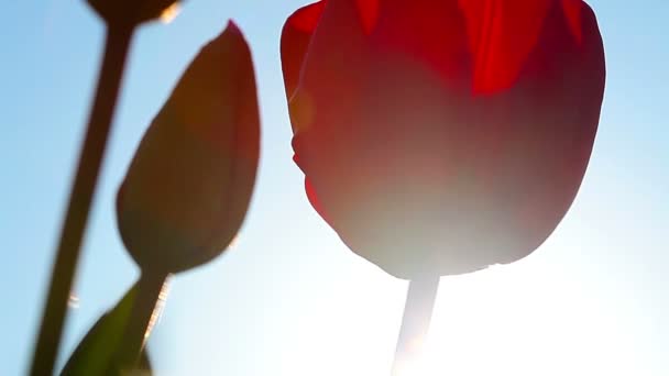 Tulipanes Rojos Sobre Fondo Del Atardecer — Vídeo de stock