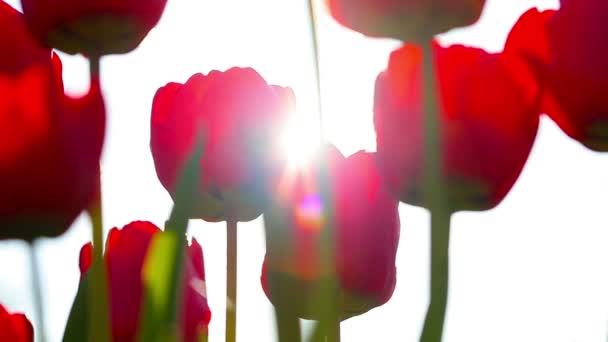 Red Tulips Sunset Background — Stock Video