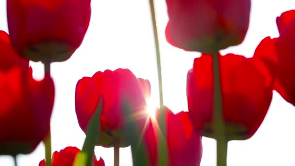 Rode Tulpen Zonsondergang Achtergrond — Stockvideo