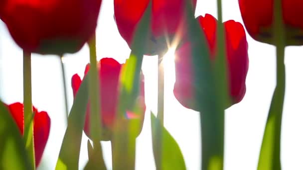 Rote Tulpen Auf Dem Hintergrund Des Sonnenuntergangs — Stockvideo