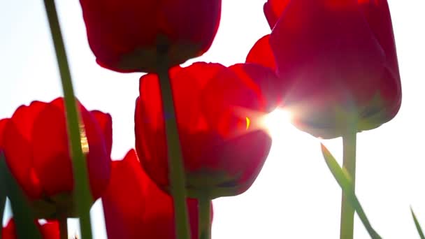 Rote Tulpen Auf Dem Hintergrund Des Sonnenuntergangs — Stockvideo