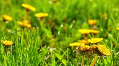 Glade dandelions yaz