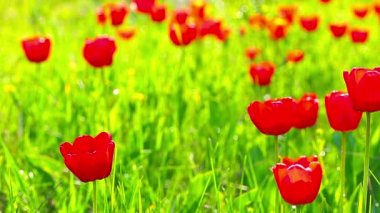 Yeşil çimenlerin üzerinde kırmızı laleler