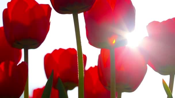 Czerwone Tulipany Tle Zachodu Słońca — Wideo stockowe