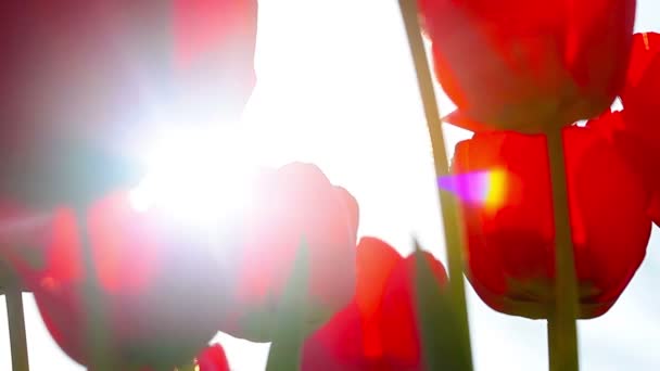 Tulipanes Rojos Sobre Fondo Del Atardecer — Vídeo de stock