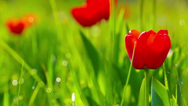 Tulipes Rouges Sur Fond Herbe Verte — Video