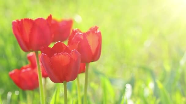 Tulipanes Rojos Sobre Fondo Hierba Verde — Vídeos de Stock