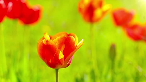 Tulipanes Rojos Sobre Fondo Hierba Verde — Vídeos de Stock