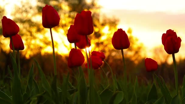 Квіти Тюльпанів Фоні Заходу Сонця — стокове відео