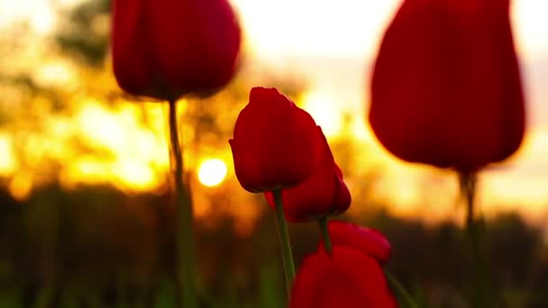 Flores Tulipanes Fondo Una Puesta Sol — Vídeo de stock