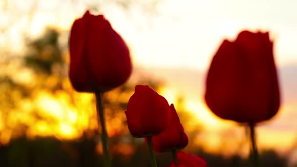 Λουλούδια Τουλίπες Στο Φόντο Ενός Ηλιοβασιλέματος — Αρχείο Βίντεο