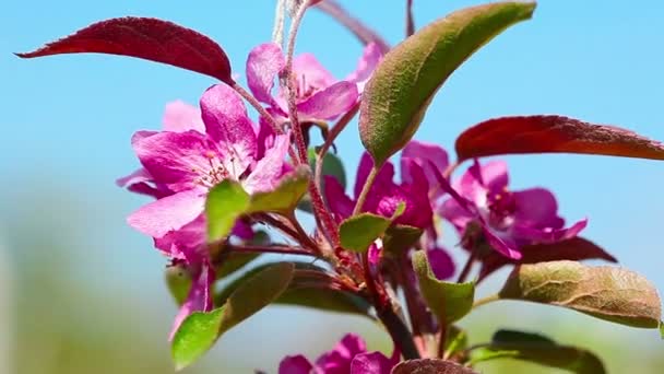 Цветы Яблочный Цветок Макро — стоковое видео