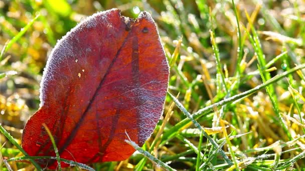 Podzimní Listy Zelené Trávě Timelapse — Stock video