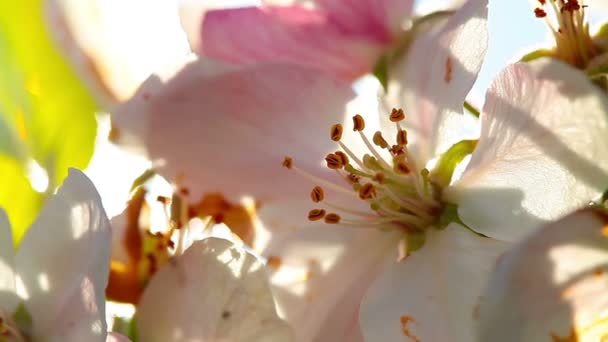 Fleurs Fleur Pomme Gros Plan — Video