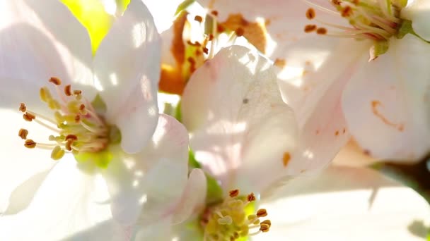 Flores Flor Manzana Primer Plano — Vídeo de stock