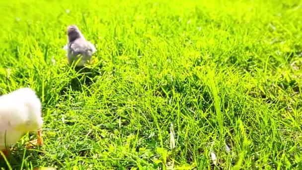 Small Chickens Green Grass — Stock Video