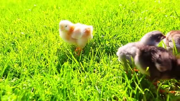 緑の草の中の小さな鶏は — ストック動画