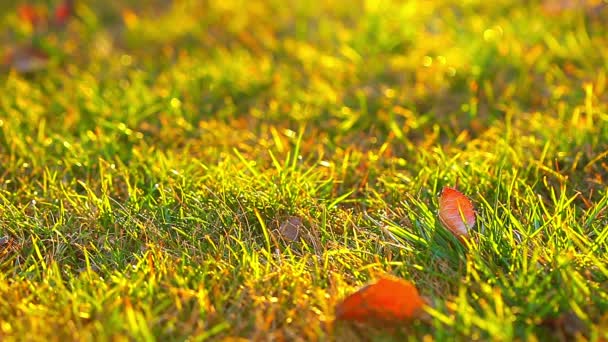 Autumn Leaves Green Grass Timelapse — Stock Video