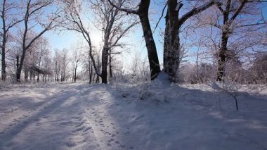 Kış parkında kar yağıyor. Ağaçlar karla kaplı. Yavaş çekim.