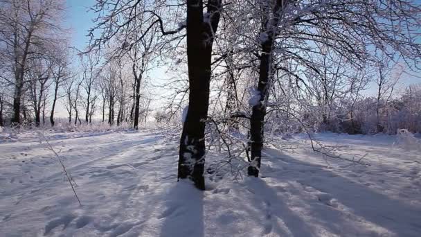 Vallende Sneeuw Een Winterpark Met Besneeuwde Bomen Slow Motion — Stockvideo