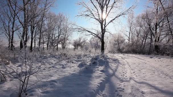 Nieve Cayendo Parque Invierno Con Árboles Cubiertos Nieve Cámara Lenta — Vídeos de Stock