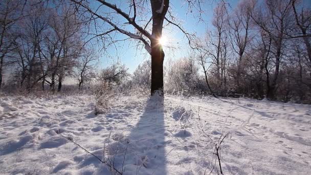 Spadający Śnieg Zimowym Parku Pokrytymi Śniegiem Drzewami Zwolnione Tempo — Wideo stockowe