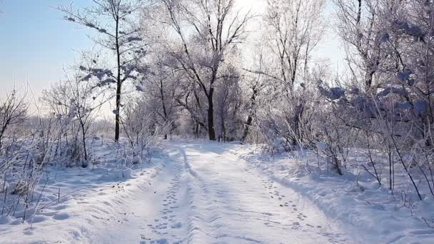 雪に覆われた木々に覆われた冬の公園で雪が降る スローモーション — ストック動画