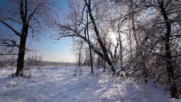 Hulló Egy Téli Parkban Hóval Borított Fák Lassított Felvétel — Stock videók