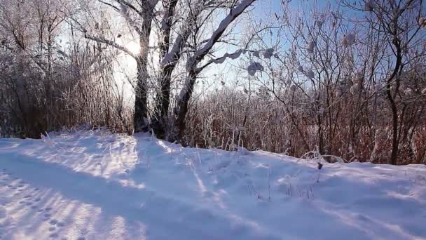 在雪地覆盖着树木的冬季公园里下雪 动作缓慢 — 图库视频影像