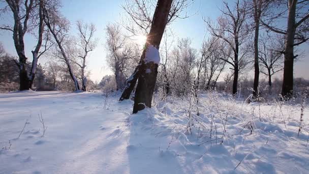 Nieve Cayendo Parque Invierno Con Árboles Cubiertos Nieve Cámara Lenta — Vídeos de Stock