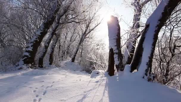 Schneefall Einem Winterpark Mit Schneebedeckten Bäumen Zeitlupe — Stockvideo