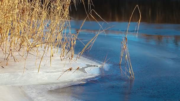 Flussufer Eis Und Wasser Zeitraffer — Stockvideo