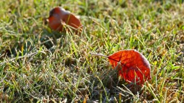 sonbahar yeşil çim yaprakları. Timelapse.
