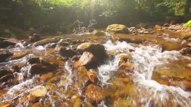 Ormandaki dağ deresi