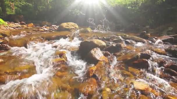 Ruisseau Montagne Dans Forêt — Video