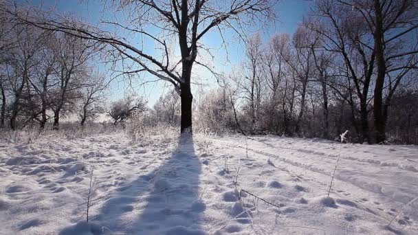 Queda Neve Parque Inverno Com Árvores Cobertas Neve Câmera Lenta — Vídeo de Stock