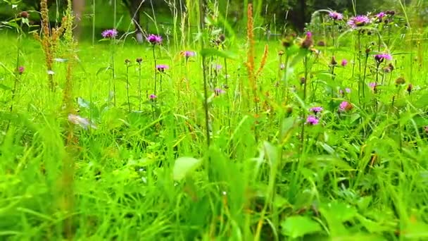 Margaridas Florescendo Grama Verde — Vídeo de Stock