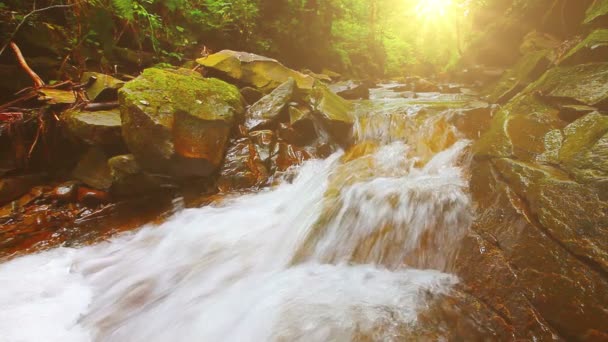 Ruisseau Montagne Dans Forêt — Video