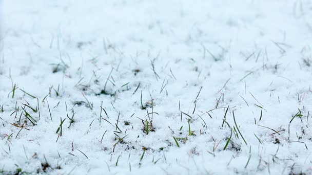 Hierba Verde Nieve — Vídeos de Stock