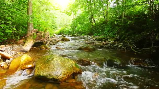 Mountain Stream Forest Slow Motion — Stock Video