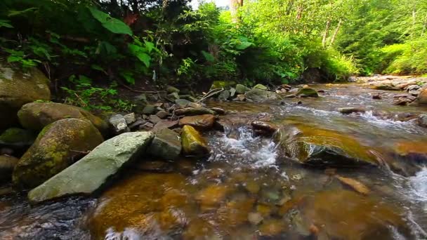 Arroyo Montaña Bosque Cámara Lenta — Vídeos de Stock