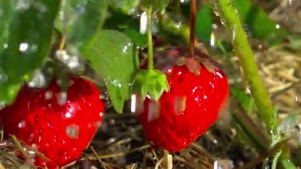 Κόκκινες Φράουλες Και Σταγόνες Βροχής Αργή Κίνηση — Αρχείο Βίντεο