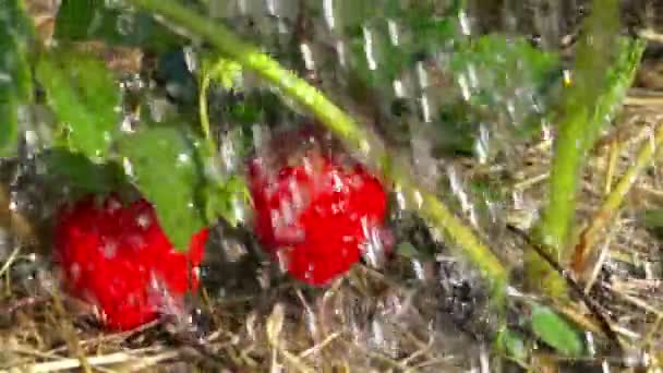 Fraises Rouges Gouttes Pluie Ralenti — Video